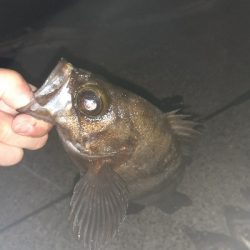 連日のメバリング