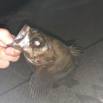 連日のメバリング