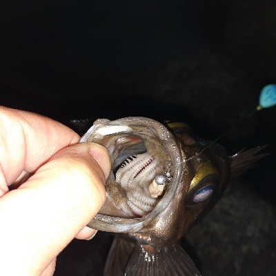 メバルフロートで