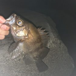 メバリング好調です