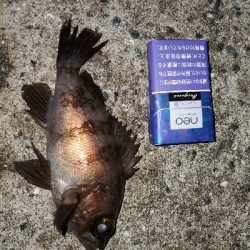 中潮大当り？メバリング