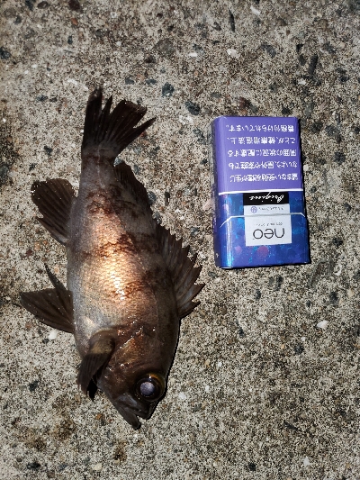 中潮大当り？メバリング