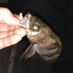 ちょっと遠くへメバリング