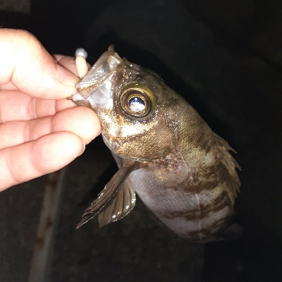 ちょっと遠くへメバリング