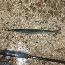 いつものメバル調査