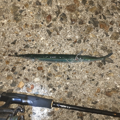 いつものメバル調査