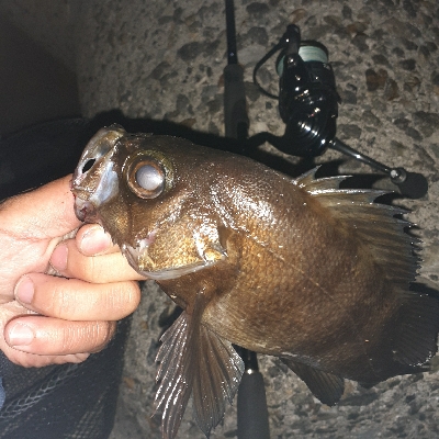 爆風メバル調査