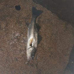 バチ抜け調査vol.2