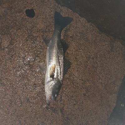 バチ抜け調査vol.2