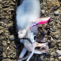 春イカ釣れました。