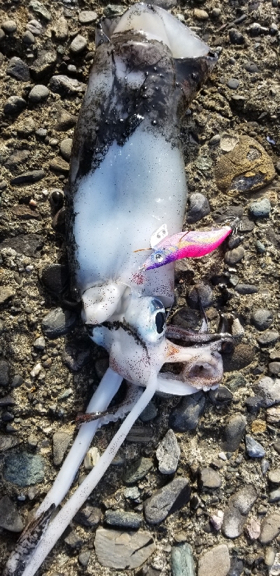 春イカ釣れました。