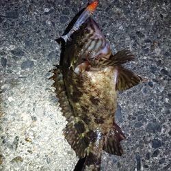 メバル狙いが……