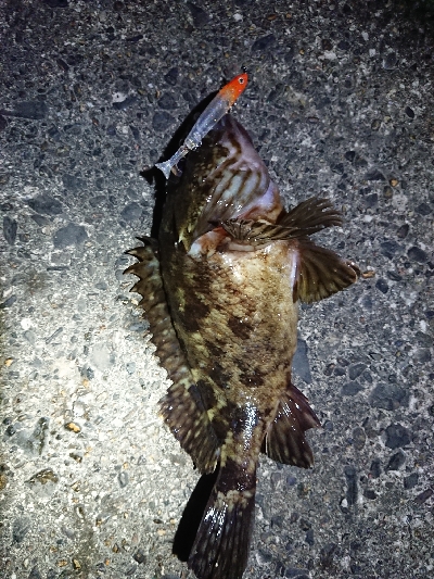 メバル狙いが……