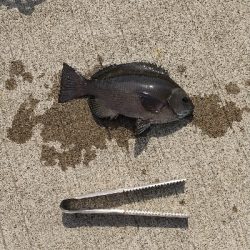 のっこみクロダイ