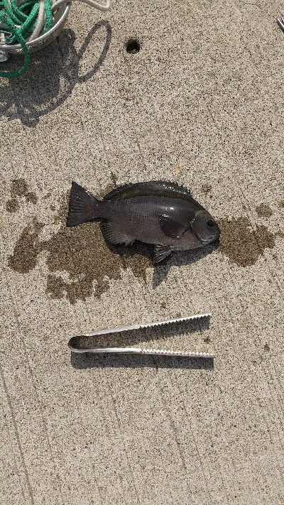 のっこみクロダイ