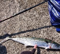 鰆のシーズン堪能