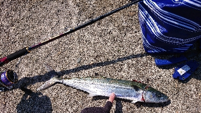 鰆のシーズン堪能