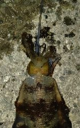 春イカのはずがサイズは秋イカ