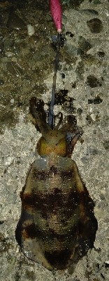 春イカのはずがサイズは秋イカ