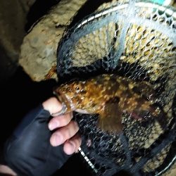 良型メバルガシラ