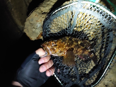 良型メバルガシラ