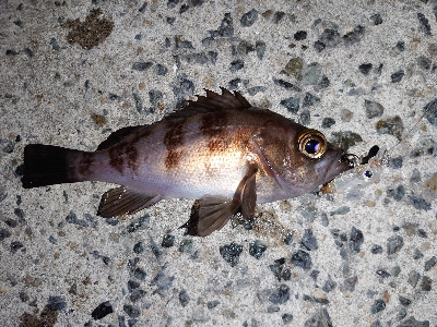 レクチャーパート２