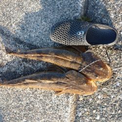 フラットフィッシュ