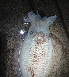 ホタルイカ惨敗…でも、…