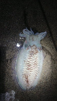 ホタルイカ惨敗...でも、...