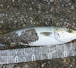 前回浜辺のゴミ拾いしたのでメジロの恩返しかなぁ？