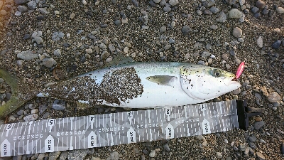 前回浜辺のゴミ拾いしたのでメジロの恩返しかなぁ？