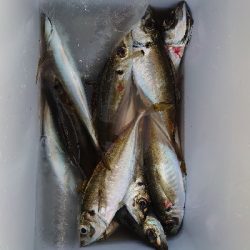 苦手なカゴ釣り