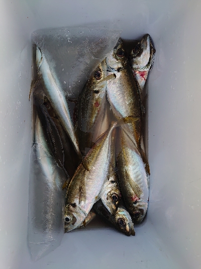 苦手なカゴ釣り