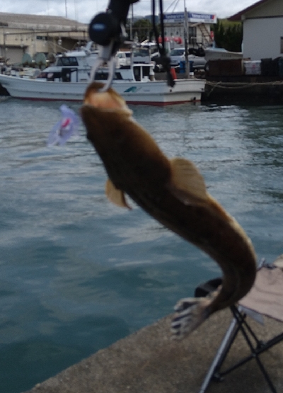 いいサイズのマゴチ！