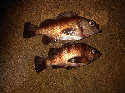 気持ちいい引き