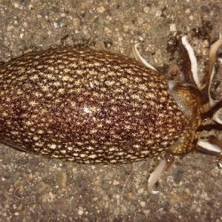 コウイカエギング