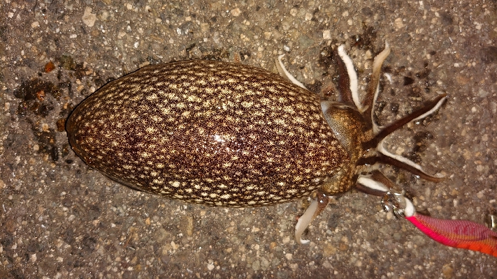 コウイカエギング