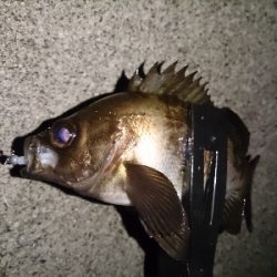 アジ見つけられず