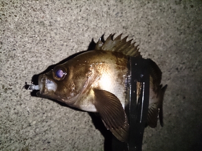 アジ見つけられず