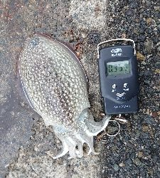 コウイカエギング