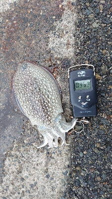 コウイカエギング