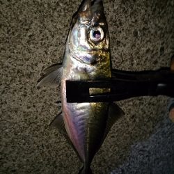 アジ見つけました