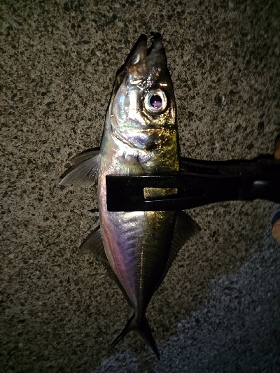 アジ見つけました