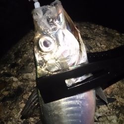 今日も小雨アジング