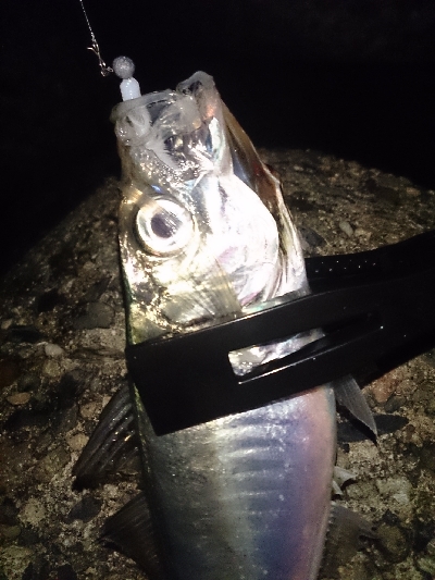 今日も小雨アジング