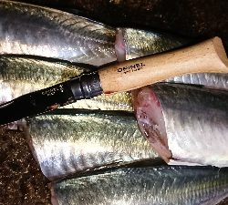 サイズの伸びないアジング