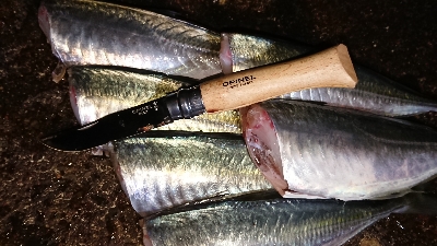 サイズの伸びないアジング