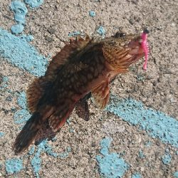 アジはいてるかな？