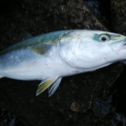 ヒラスズキ狙いでしたが、、、