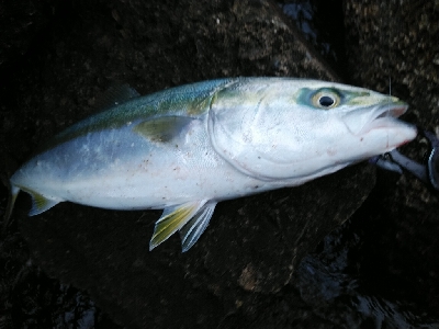ヒラスズキ狙いでしたが、、、